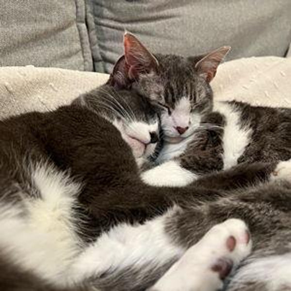 Treats for Our Cats - VENMO Option (w/o fees)