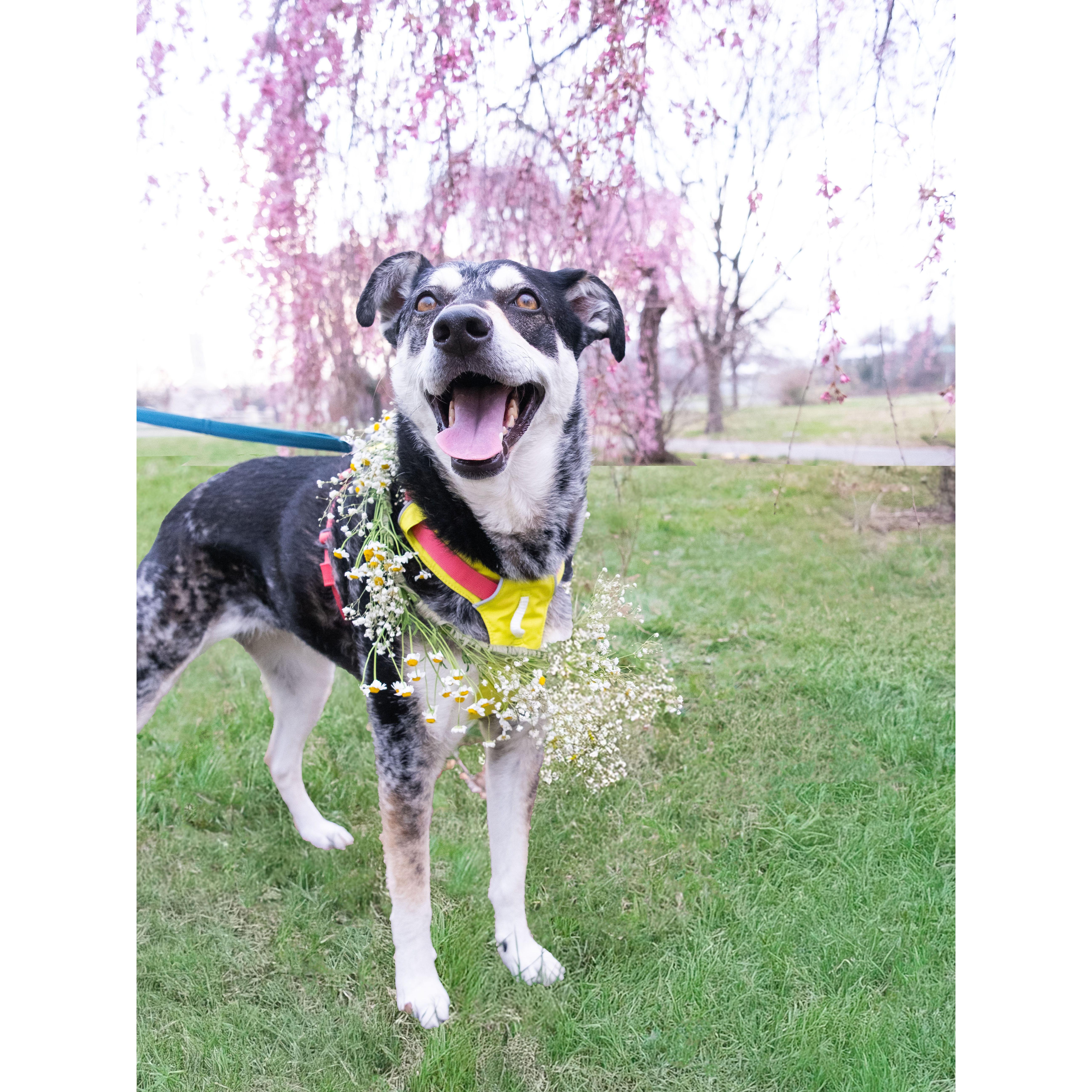 Flower girl, Twig