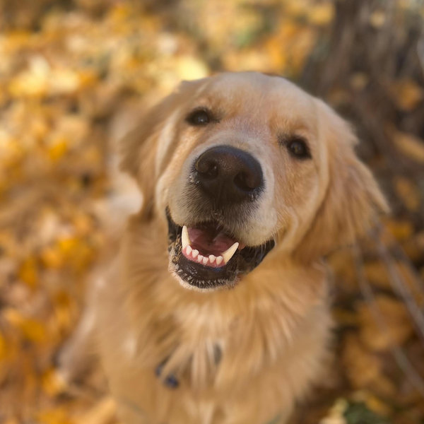 Year's Supply Of Pet Treats