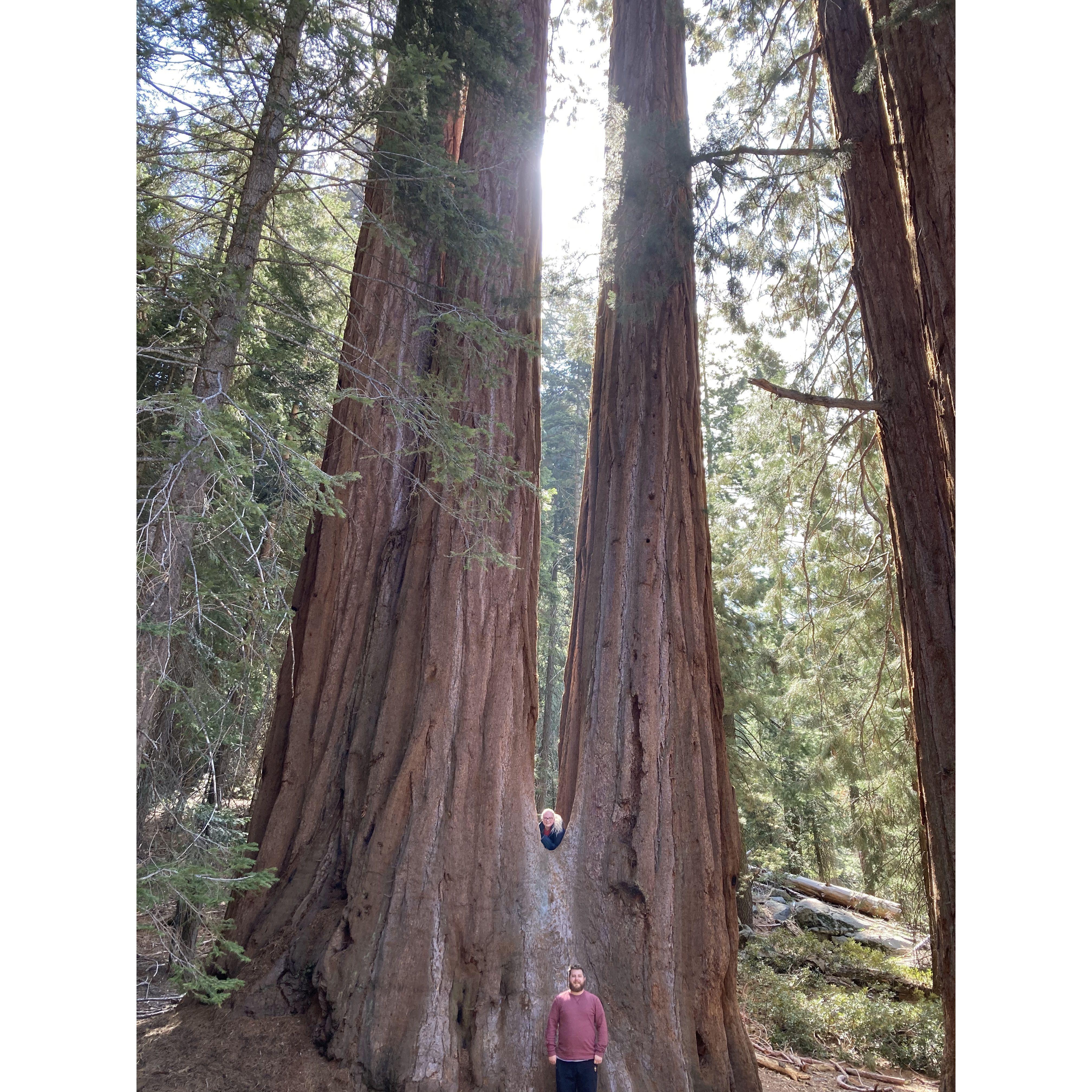 Feeling so small amongst the giant sequoias!