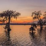 Champagne's Cajun Swamp Tours