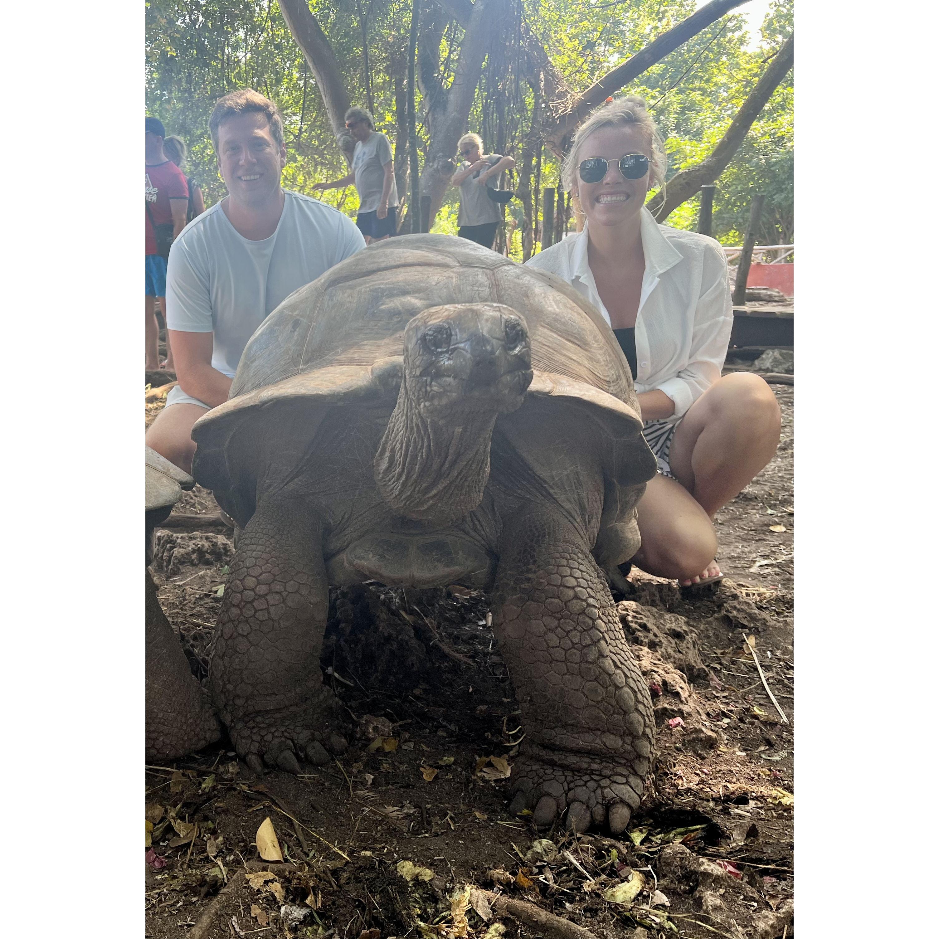 Hello Mr. Turtle