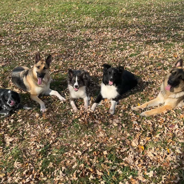 Our Pet Fund