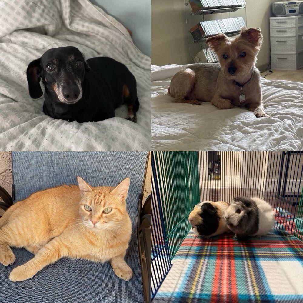 Our furry family.