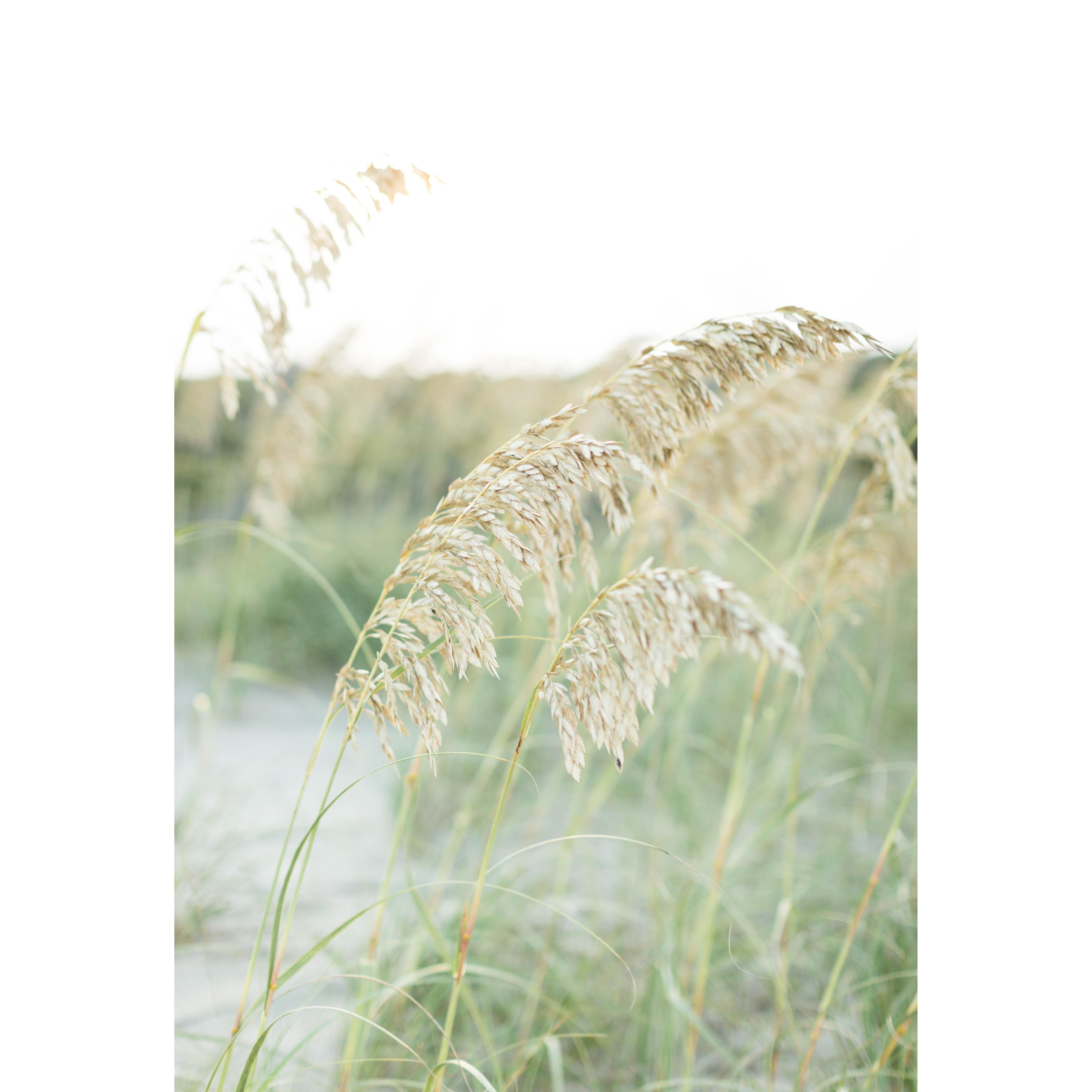 Brynn Gross Photography - Hatteras Island Sea Oats