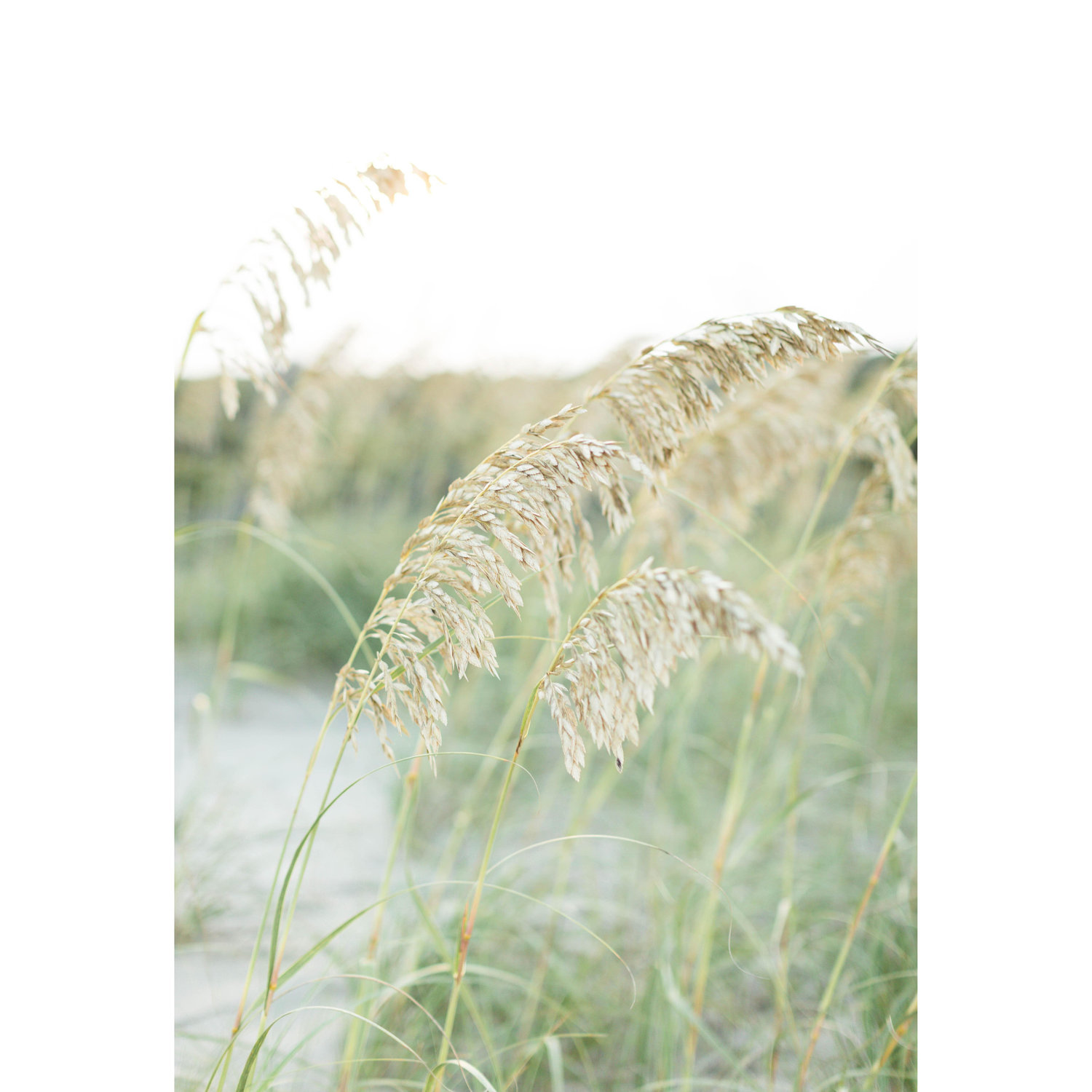 Brynn Gross Photography - Hatteras Island Sea Oats