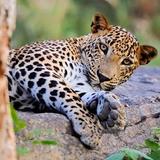 Yala National Park