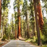 Sequoia National Park