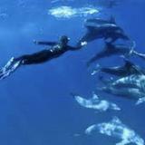Dolphin Excursions Hawaii