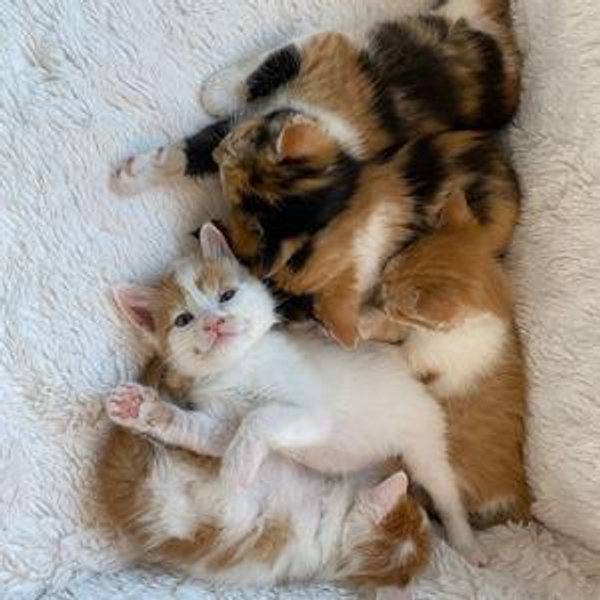 Browncoat Cat Rescue (Ithaca, NY)