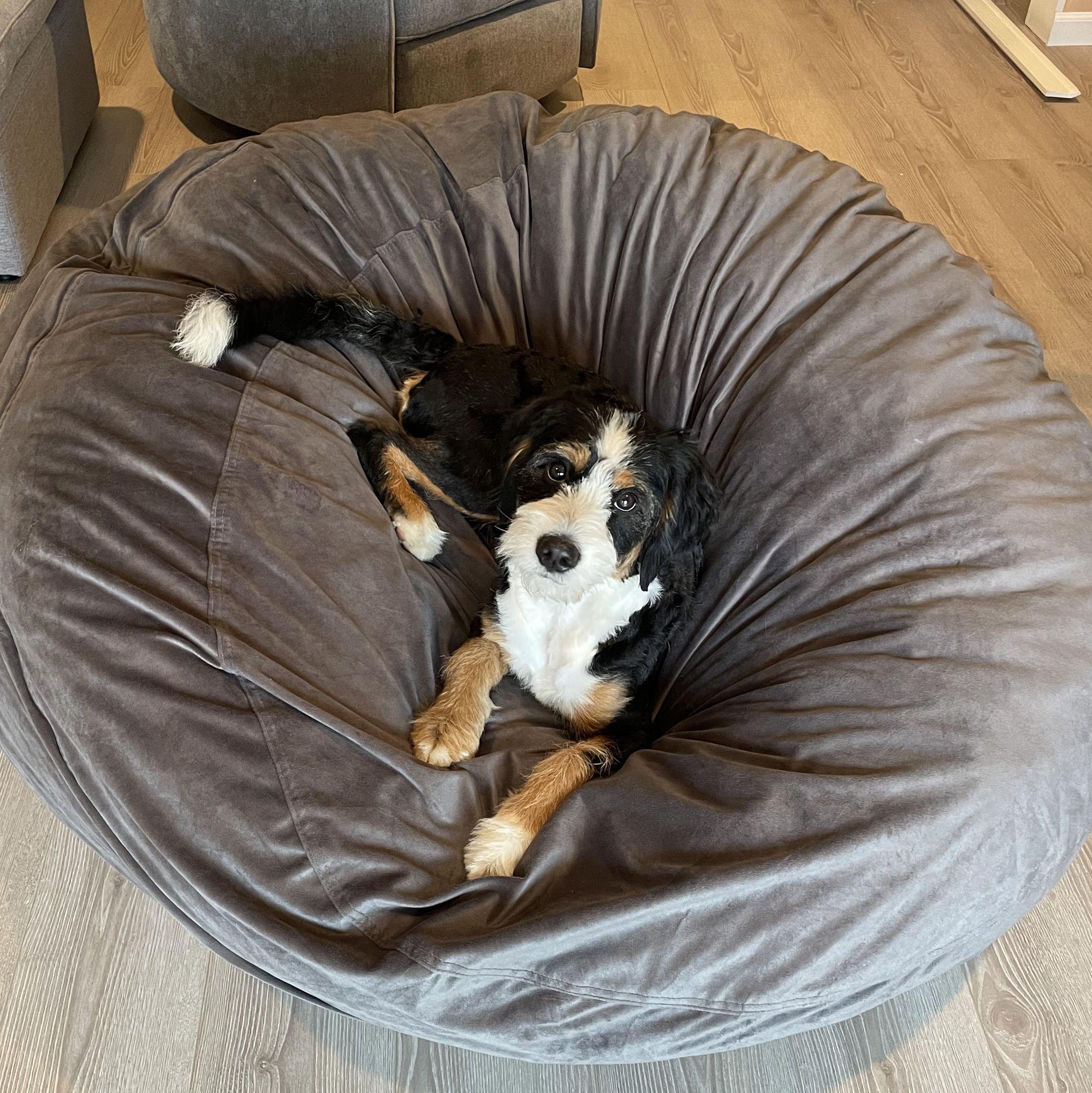 Hazel in her giant bean bag