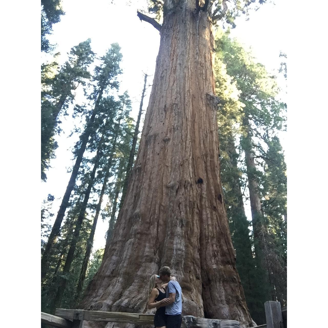 General Sherman- Biggest Tree in the World!!!