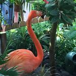 The Key West Butterfly and Nature Conservatory