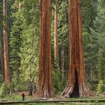 Sequoia National Park