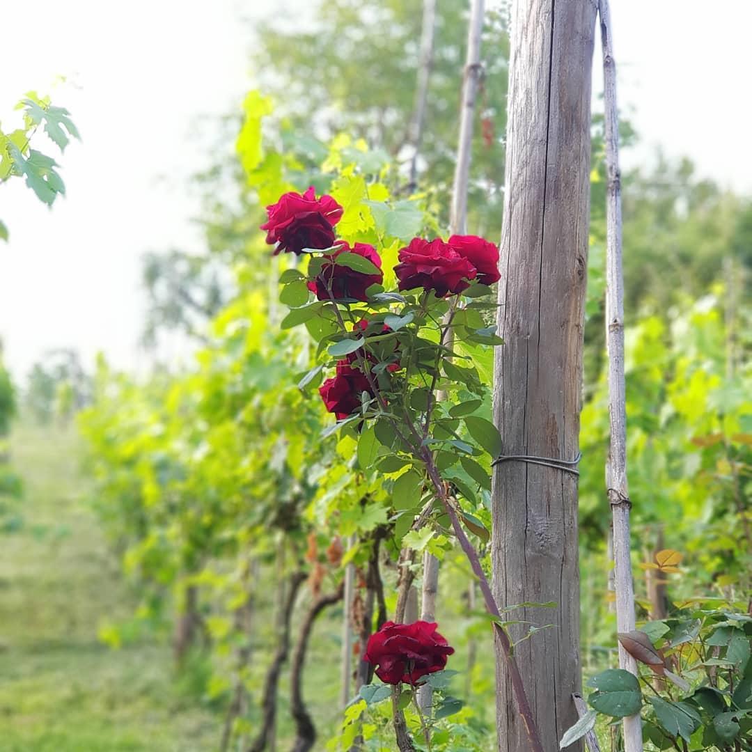 Giardino e vigna Fabiani
