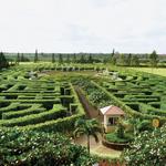 Dole Plantation