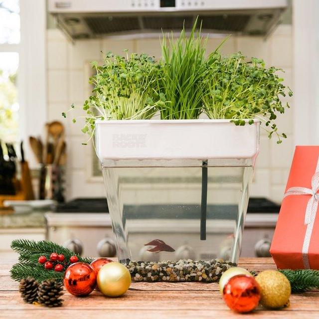 Water Garden 2.0