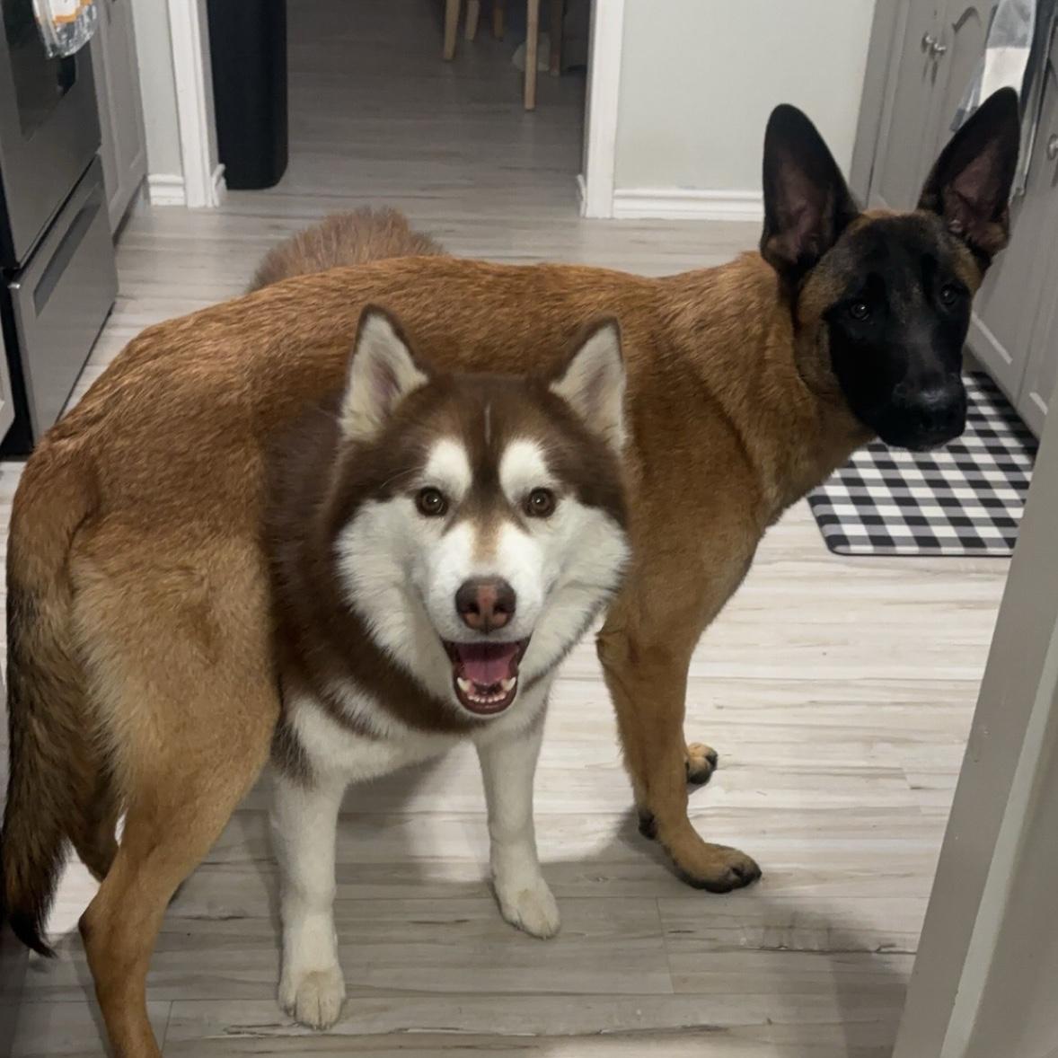 Pet Hotel For Our Honeymoon