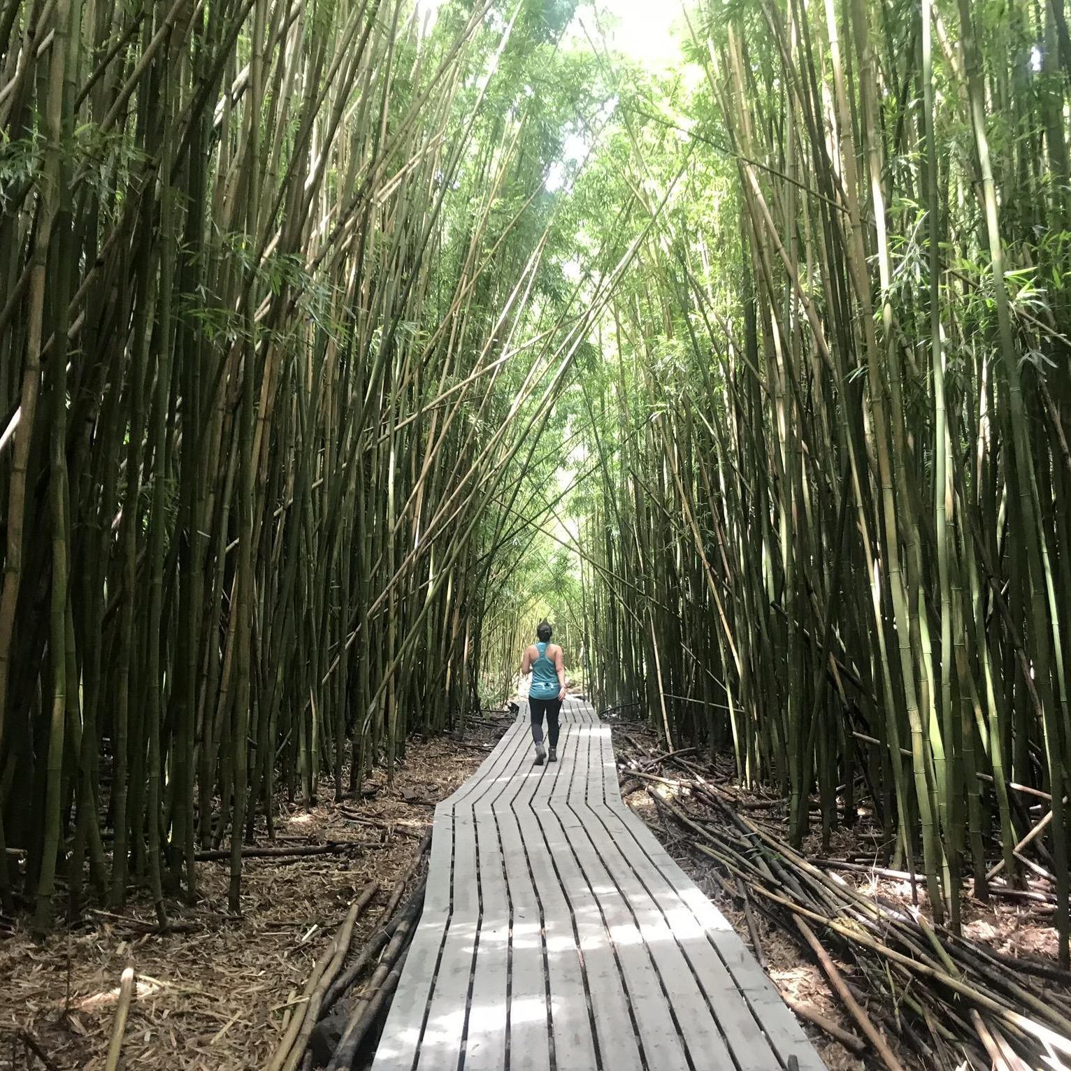 Sometimes, Anne will be in a bamboo forest