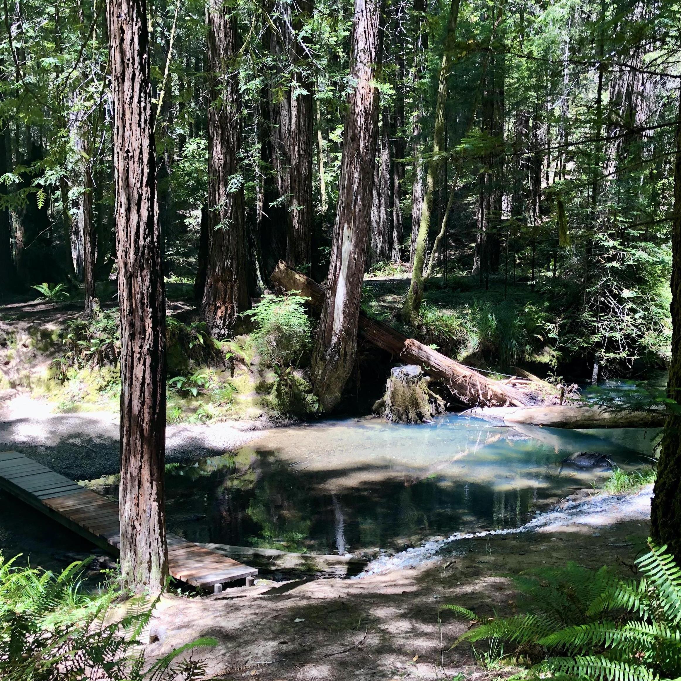 A small creek weaves throughout Camp Devine. We are not sure how full it will be in August, but guests are welcome to sit and play if they like!