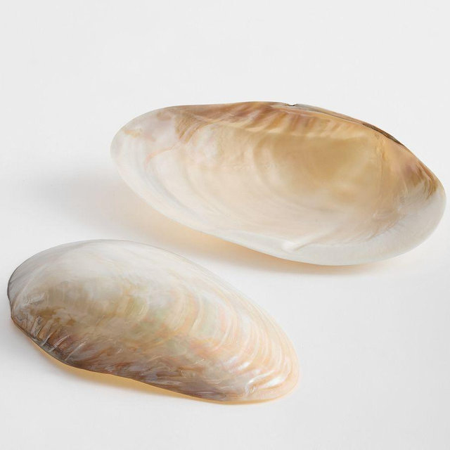 Polished Decorative Shell – Large