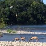 Effie Yeaw Nature Center