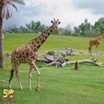 Phoenix Zoo