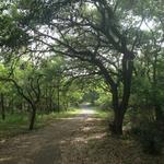 McAllister Park