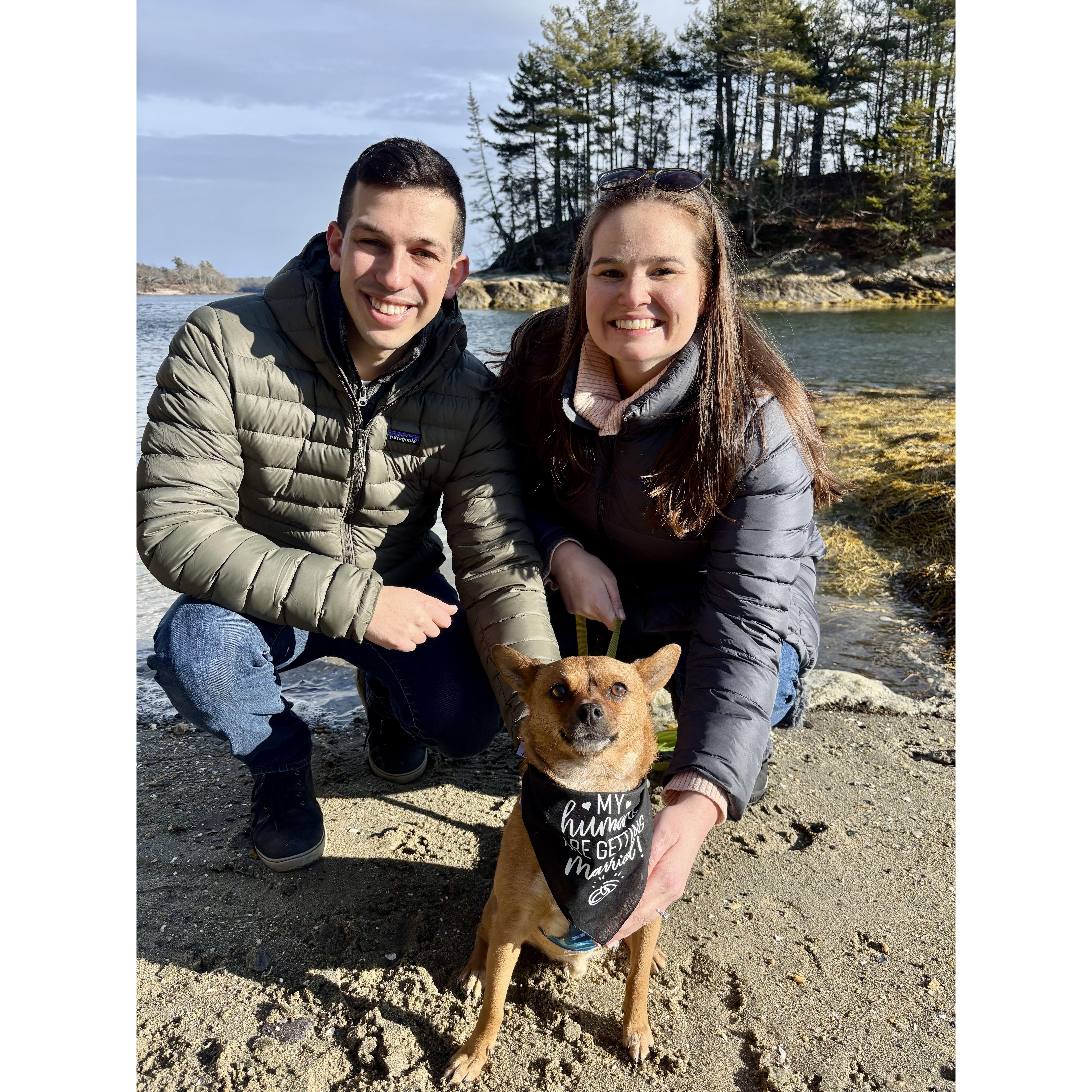 Timber sporting his "my humans are getting married" bandana surprised Alison with the exciting news.