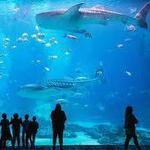 Georgia Aquarium