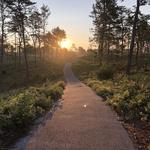 Myles Standish State Forest