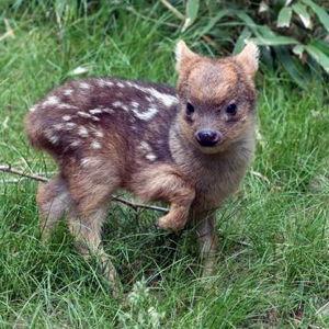 Woodland Zoo membership