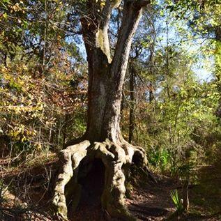 the hiding tree