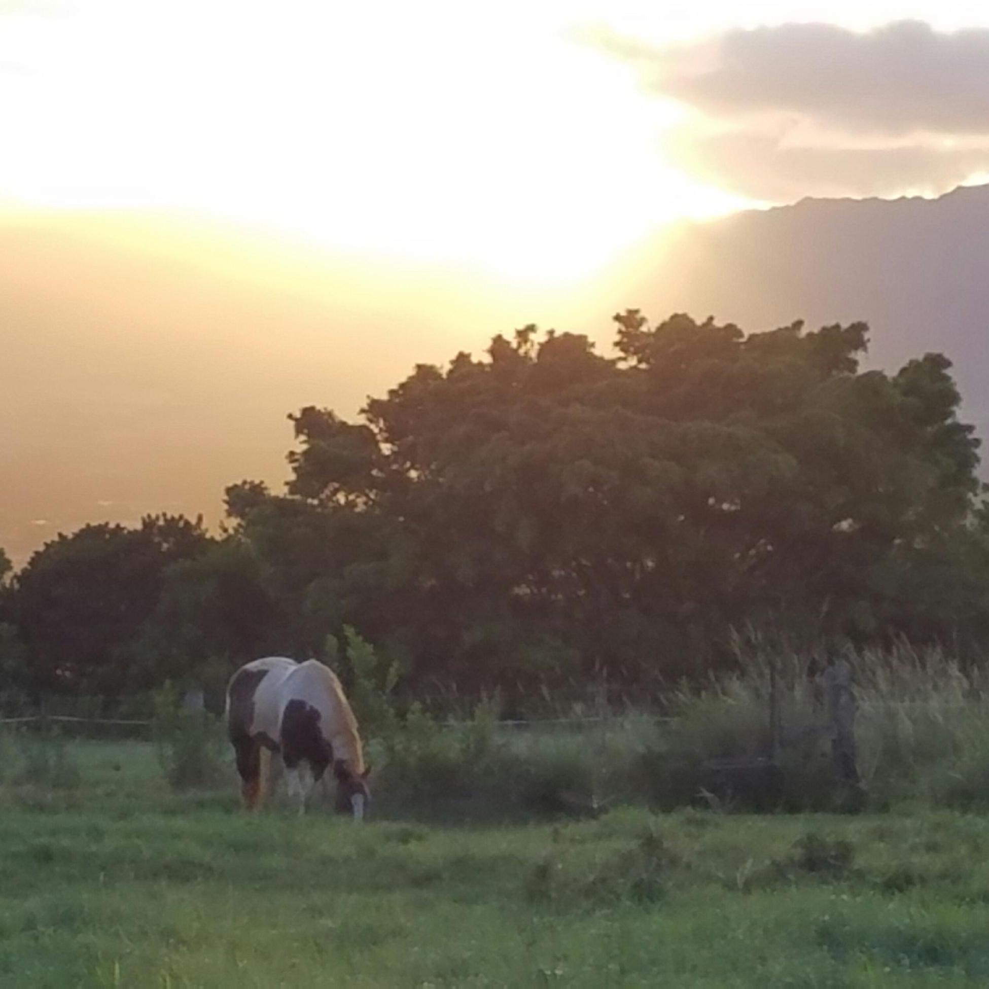 Riptide grazing up at Koa Ridge