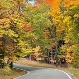 Tunnel of Trees