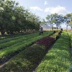 Farm Tours at Kahumana Organic Farms & Cafe