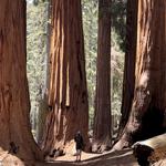 Henry Cowell Redwoods State Park