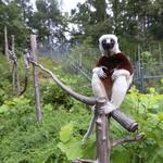 Duke Lemur Center
