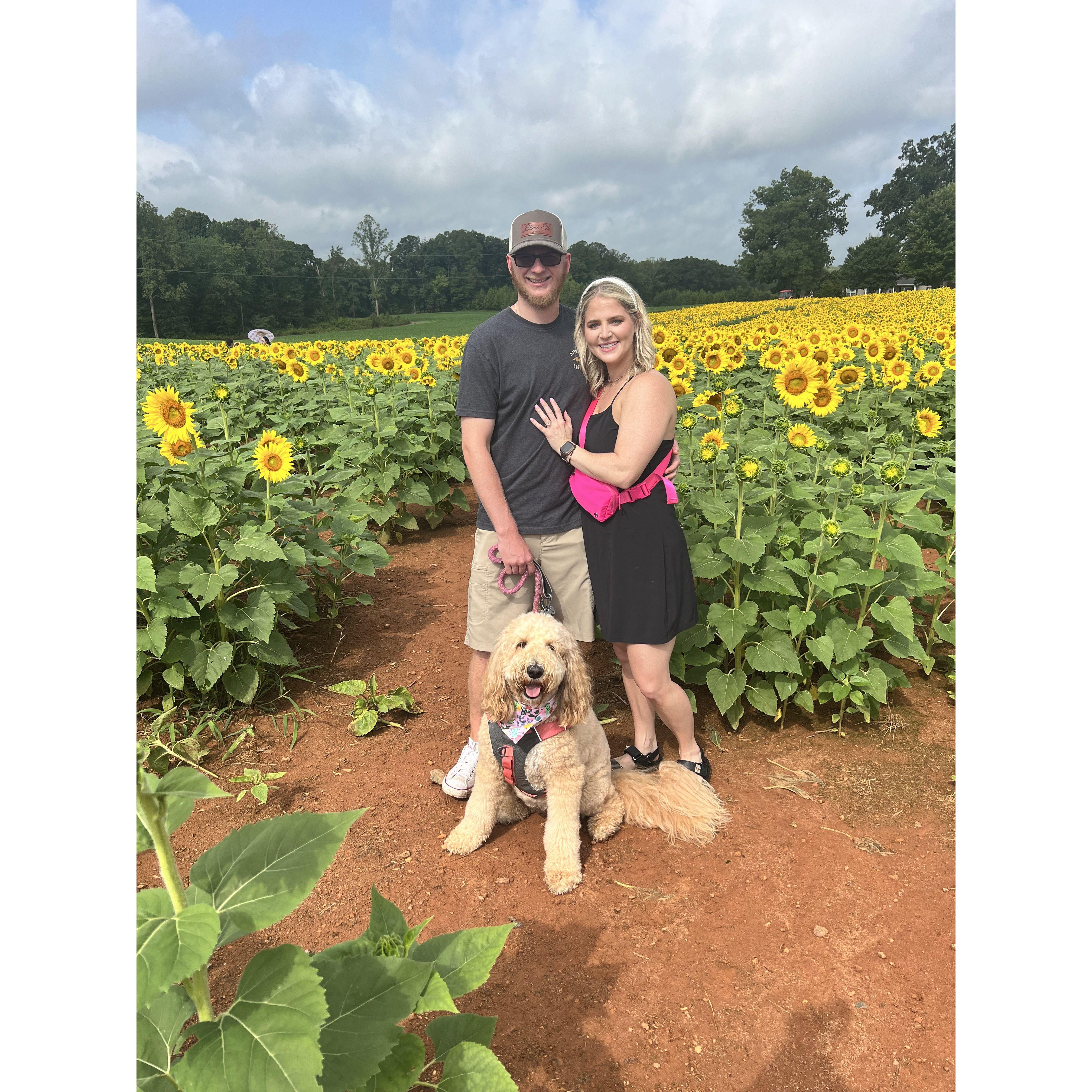 The beautiful sunflower field Gary proposed at