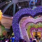 Bellagio Conservatory & Botanical Gardens