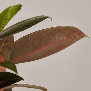 Rubber Tree Burgundy