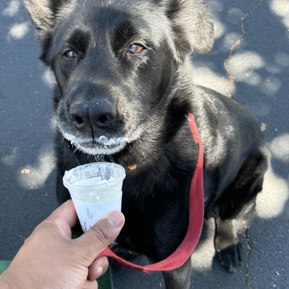 Loki enjoying a pupcup
