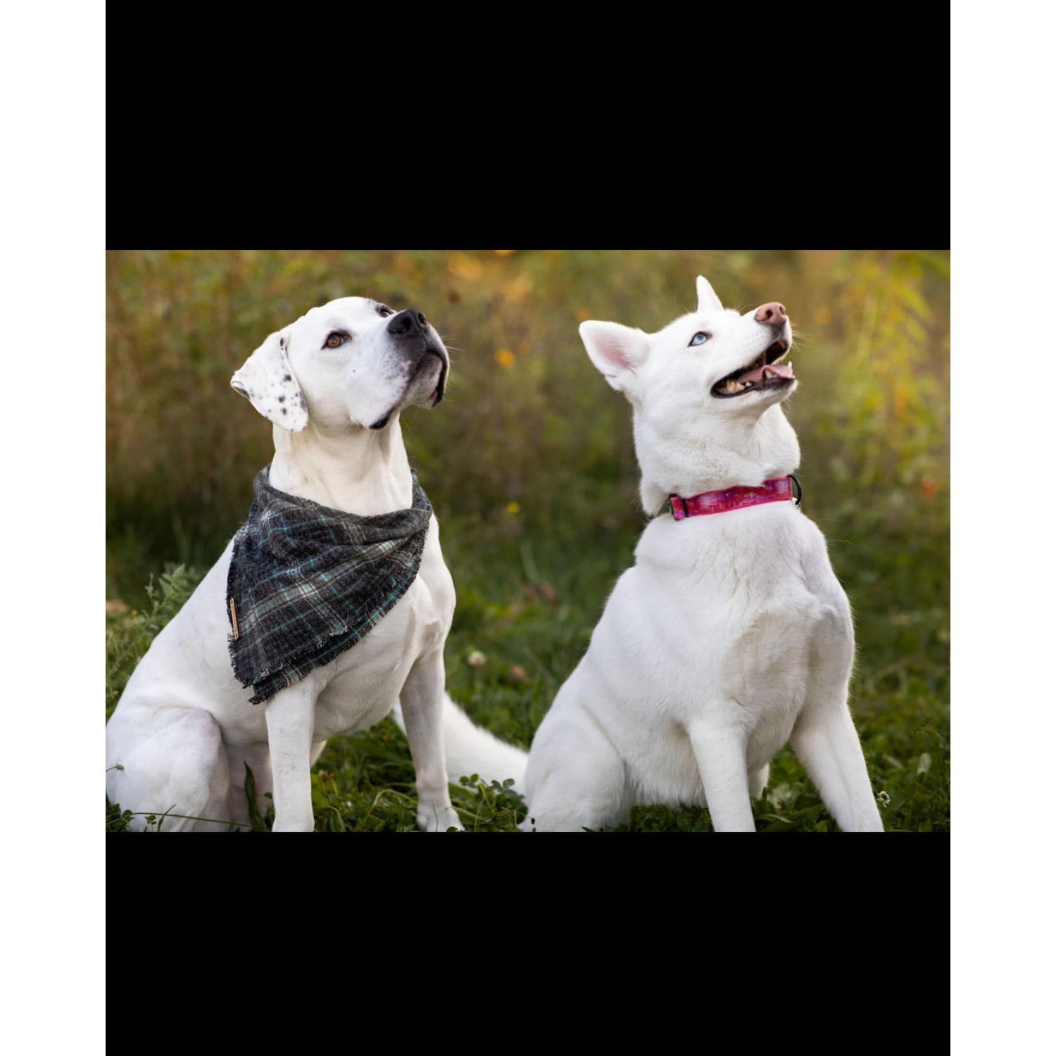 Memphis and Bella (the fur children)