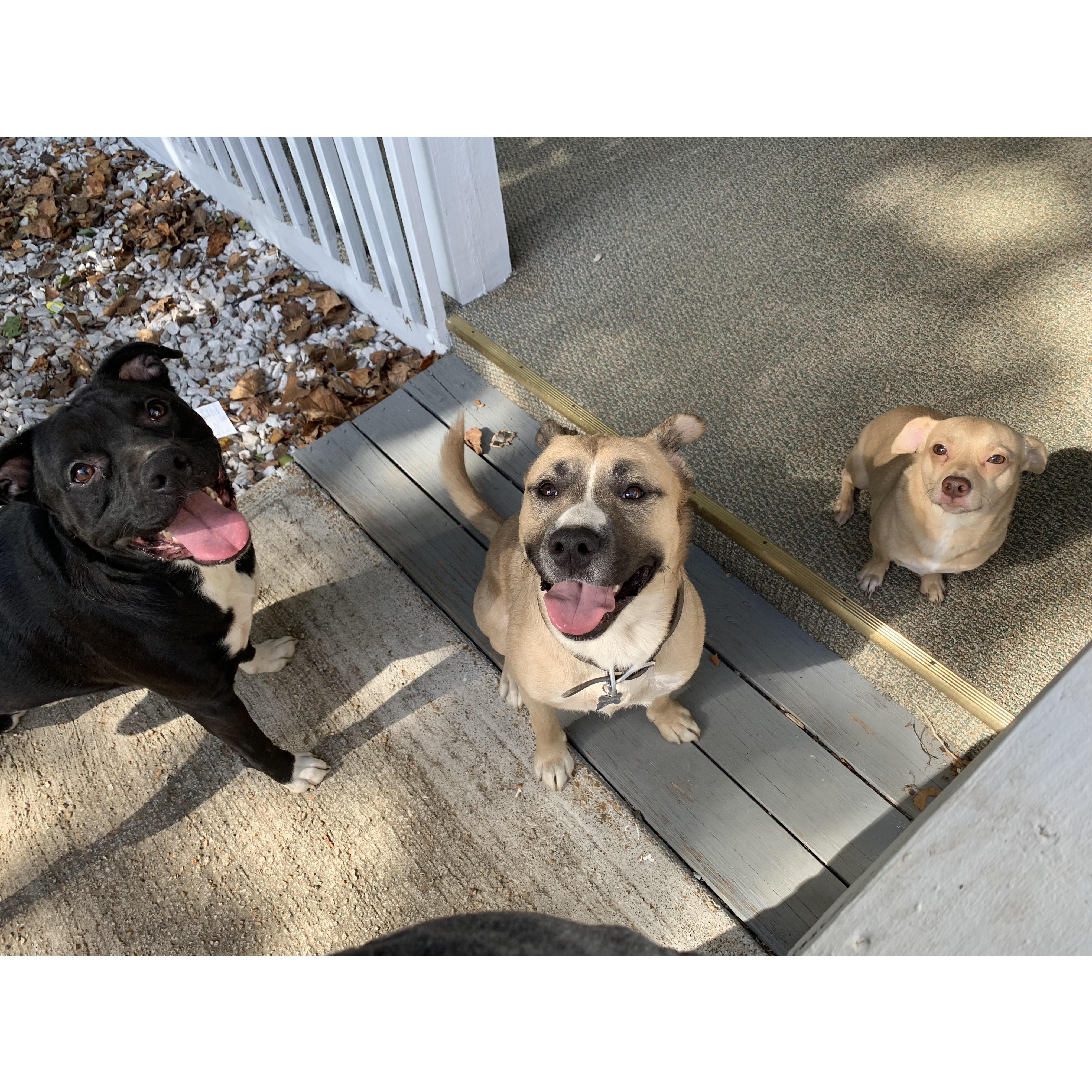 Kenny brought Cletus into the relationship and Megan brought Milo and Kevin! If you ever hear us talk about “The boys” this is who we’re talking about! Right to left: Milo, Cletus, Kevin