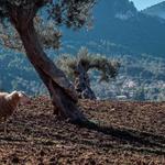 Olive Oil Estate Tour