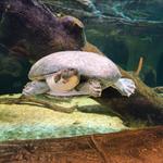 Loveland Living Planet Aquarium