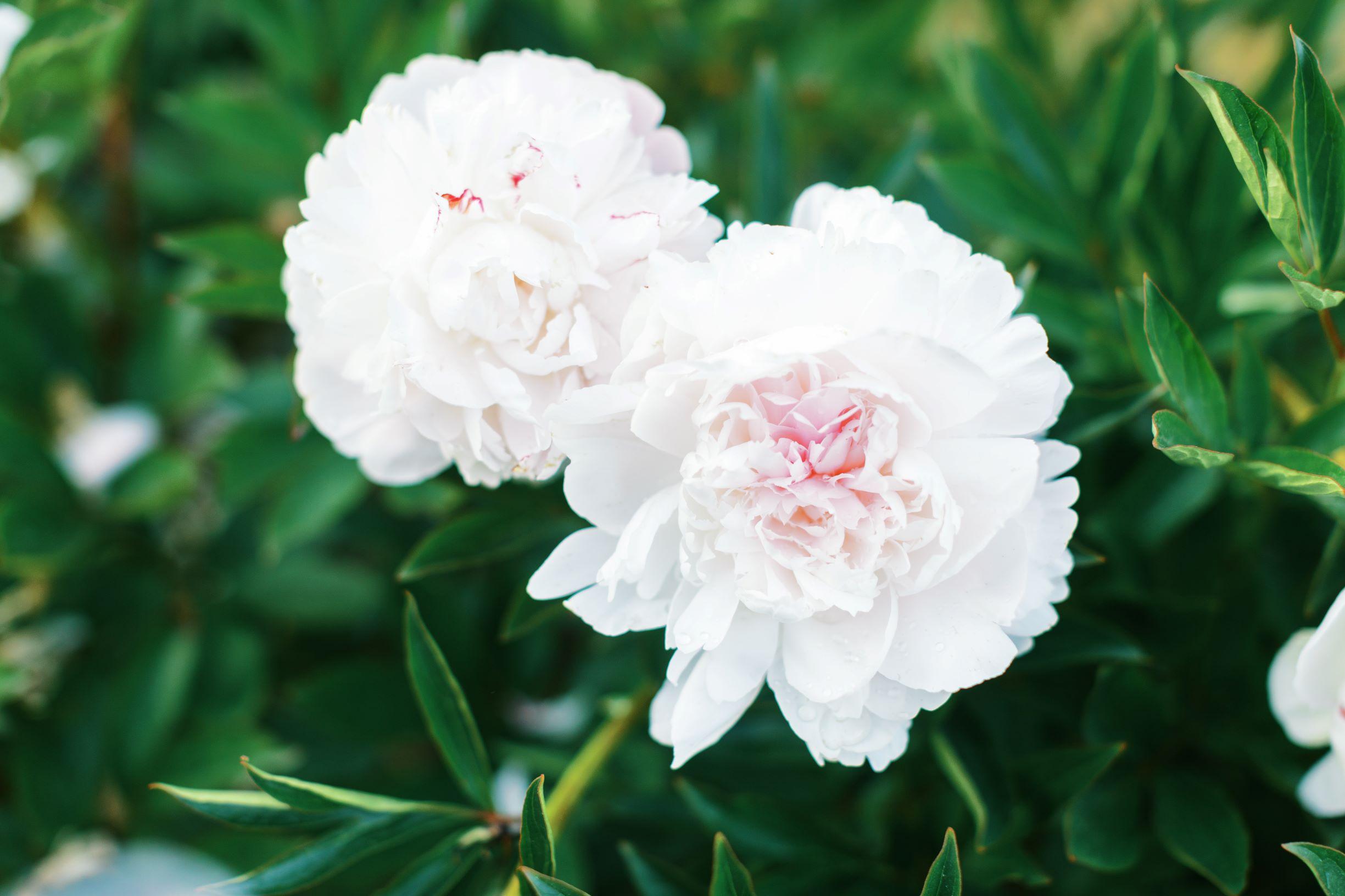 The Wedding Website of Katie Olmstead and James Alexander