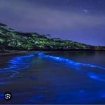 bioluminescent bay tours in Fajardo