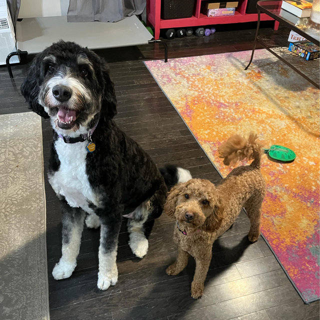 Honeymoon Dog Boarding and Treats (love Penny and Daphne)