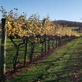 Wineries & Vineyards